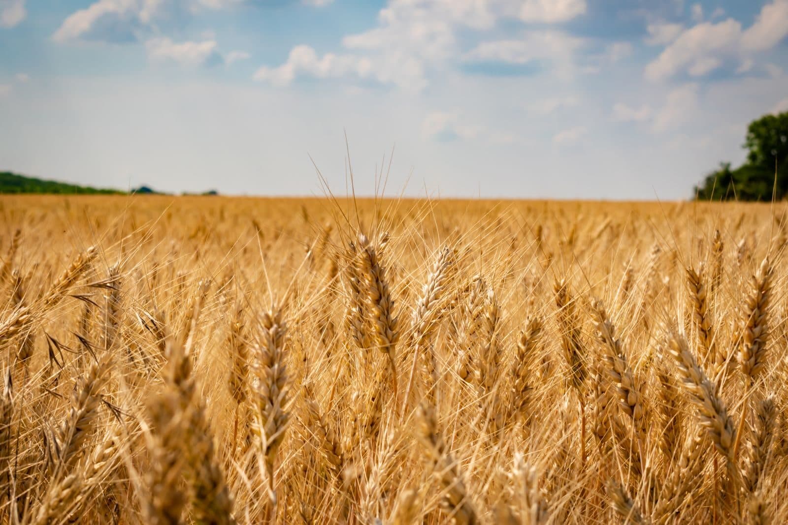 Agriculture & Agri-food