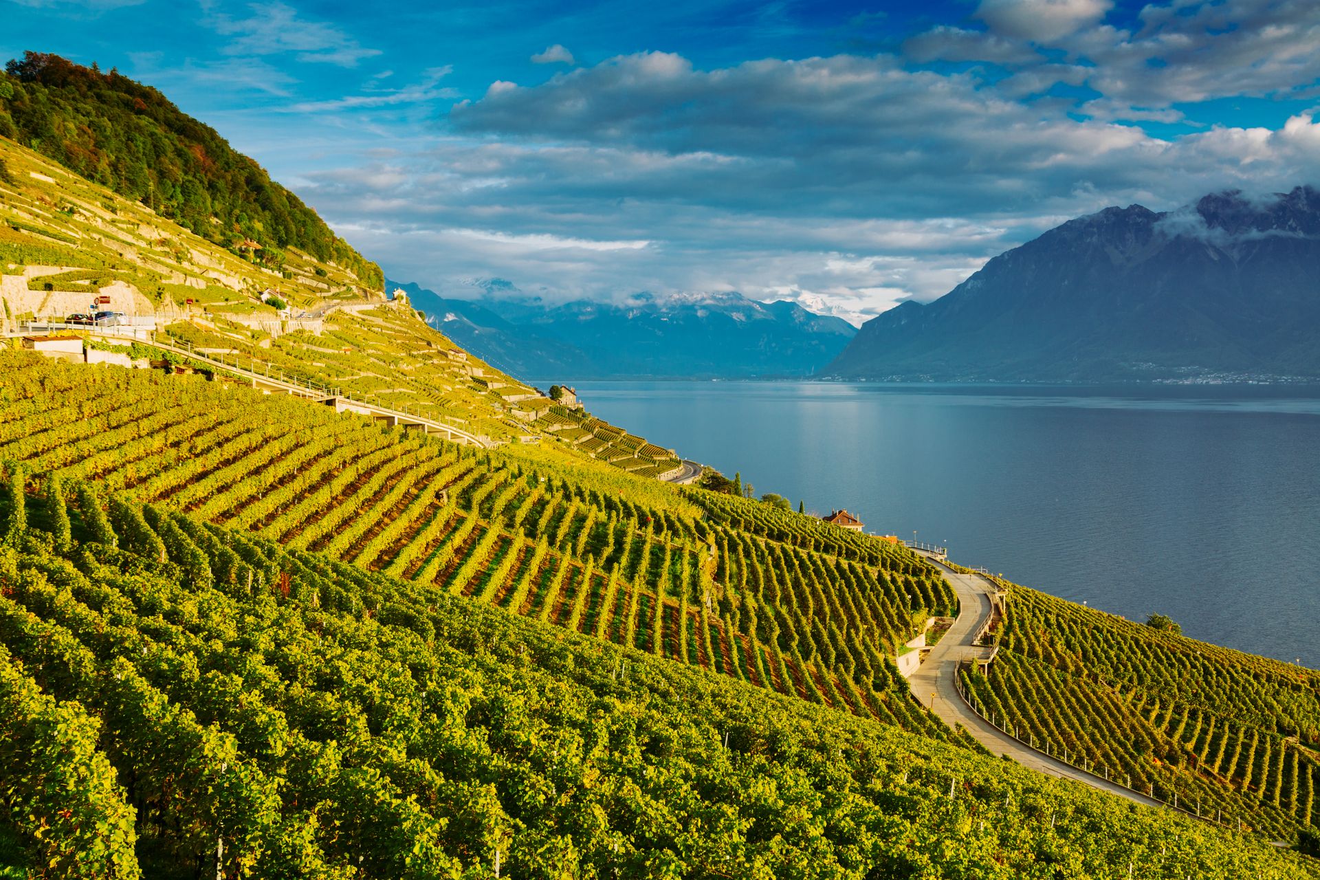 Lavaux vineyard terraces, Lake Geneva and Swiss Alps