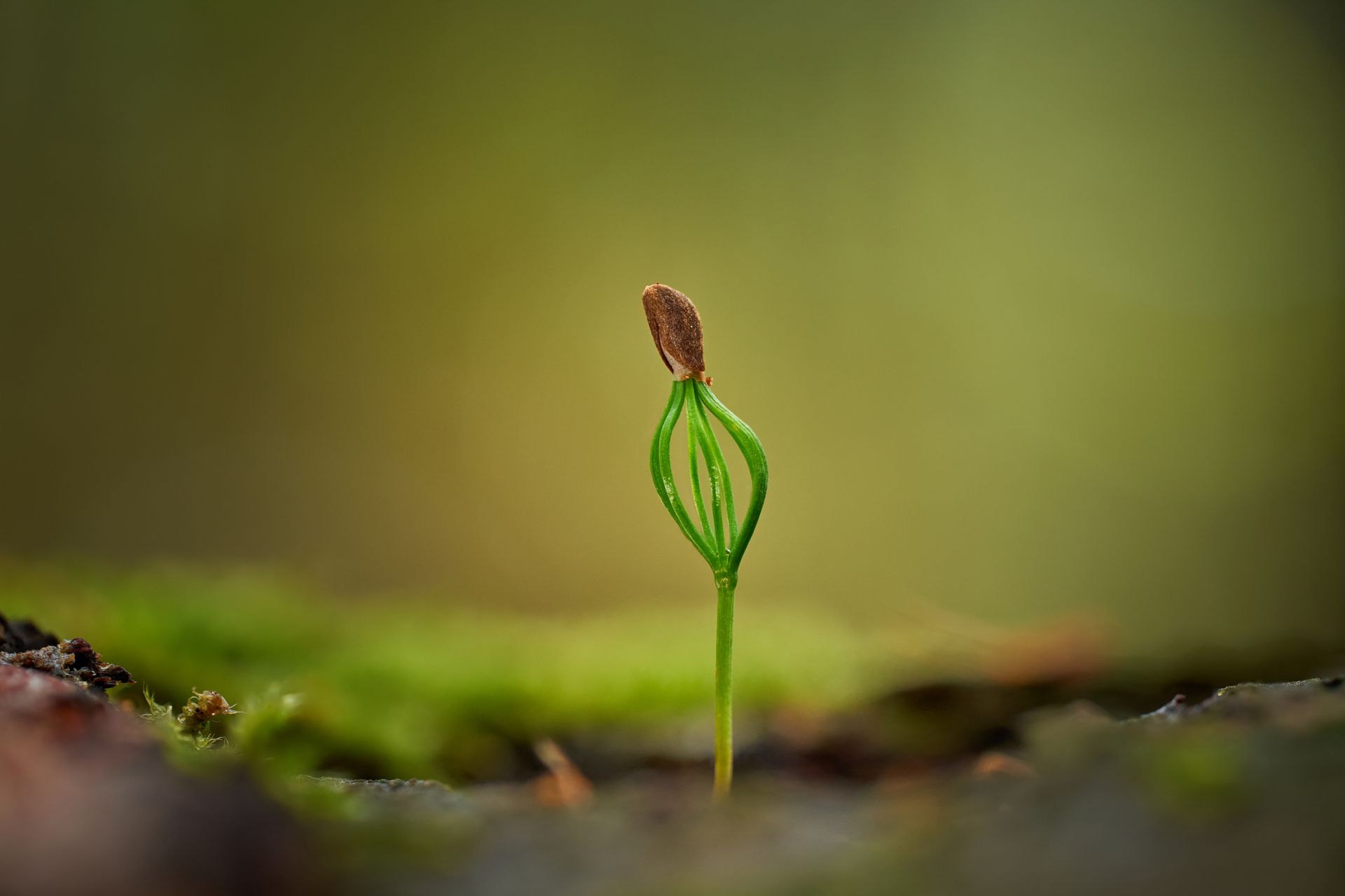 Young pine seedling emerging from soil